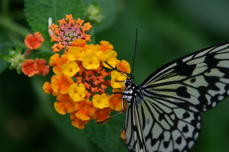 300D 0265 Butterfly drinking nectar from flower